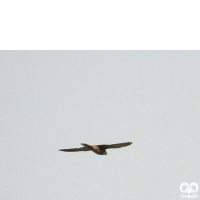 گونه لیل Eurasian Hobby